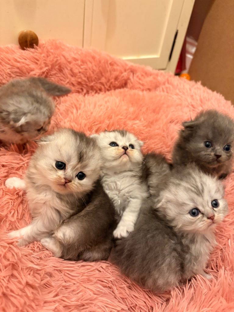 5 x kittens 