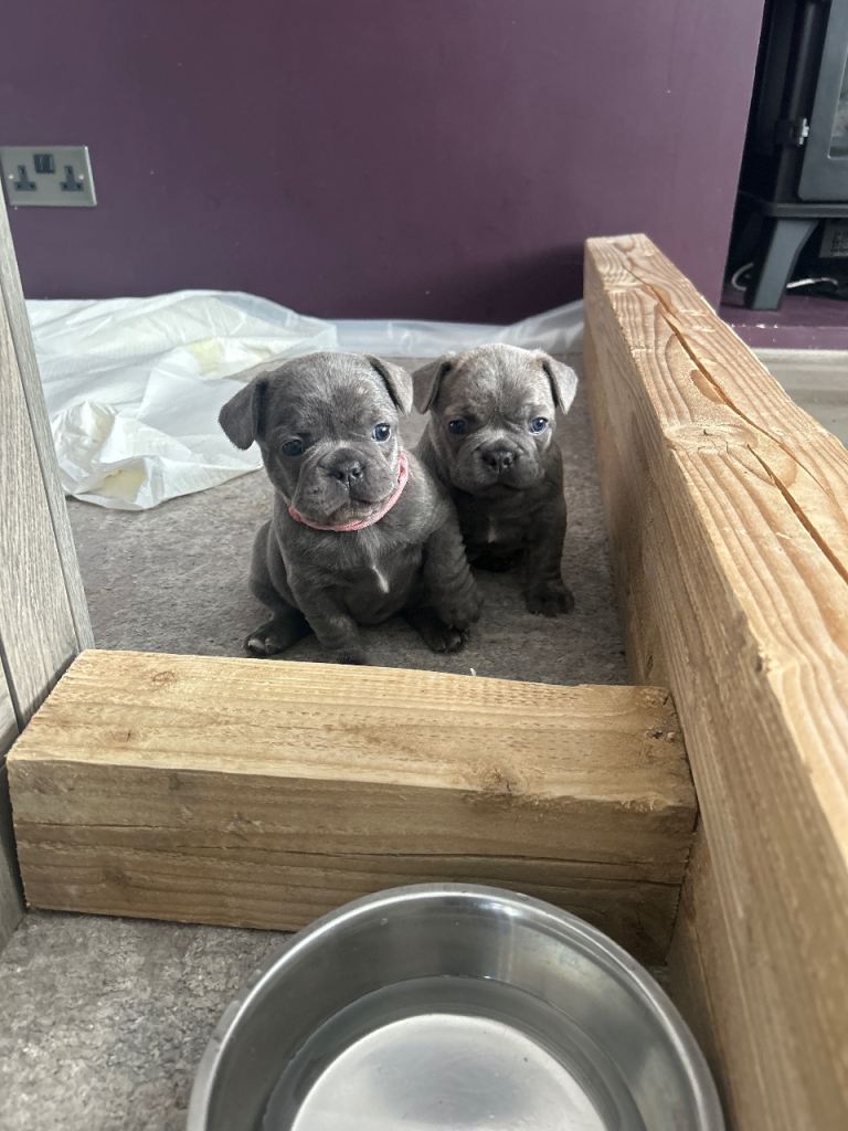 Frenchie pups 