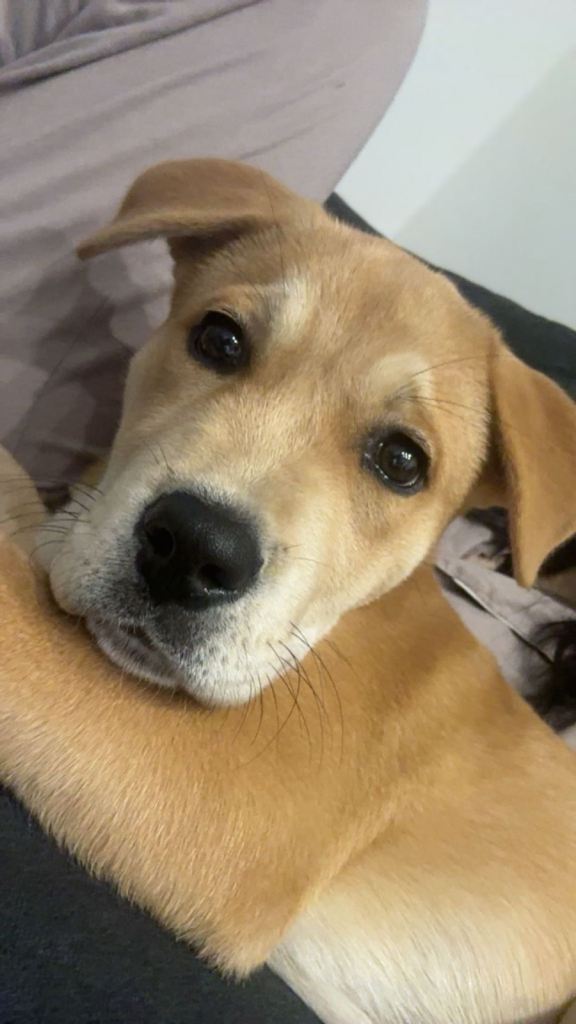 5 months old female 