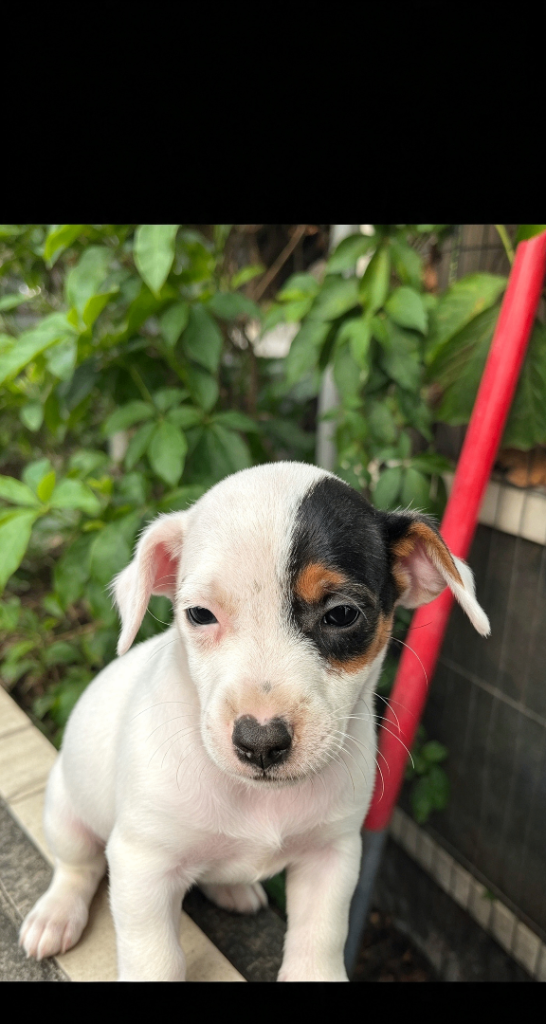 Jack russell