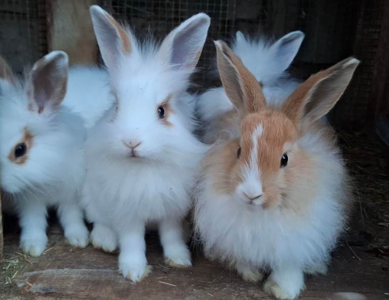 Lion head rabbit for Sale