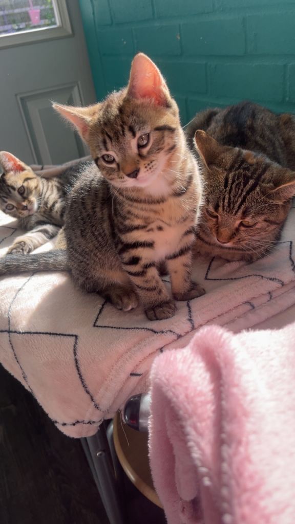 Male&Female kitten 🤎