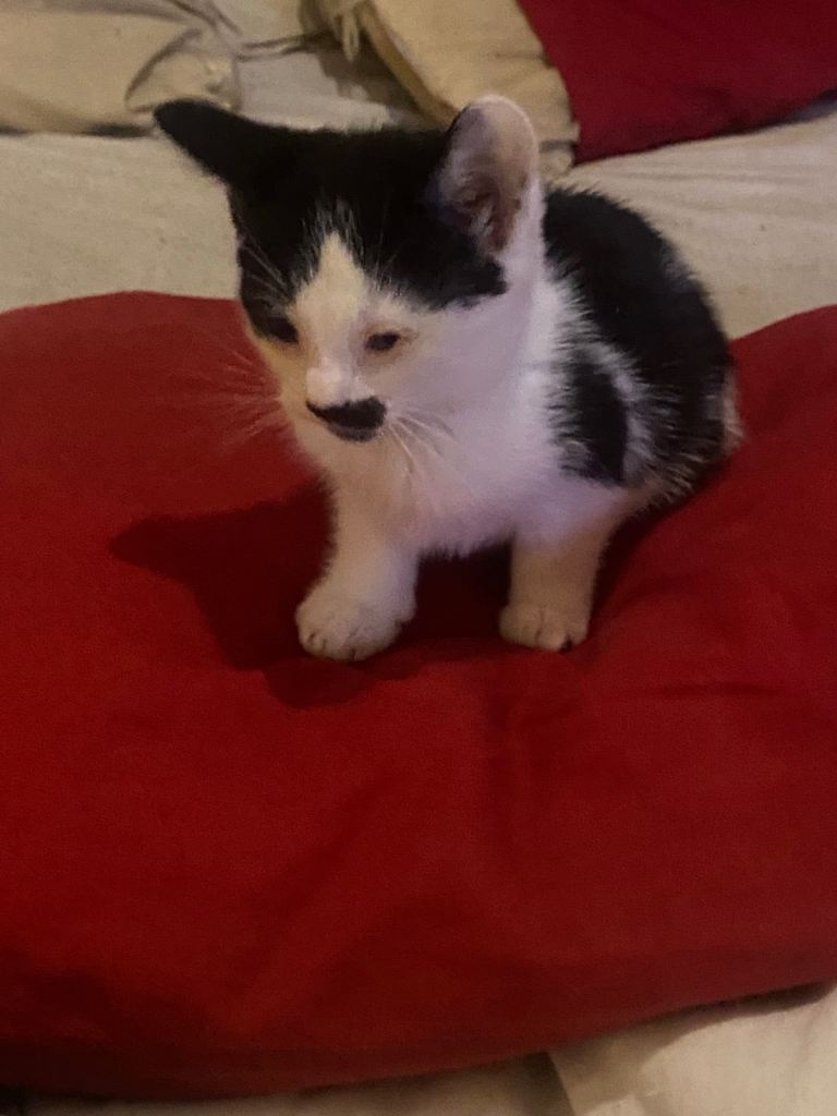 Three beautiful kittens ready for rehoming