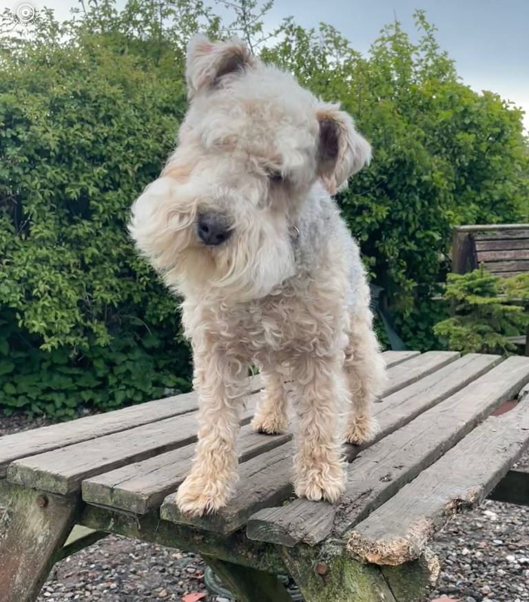 Lakeland terrier 