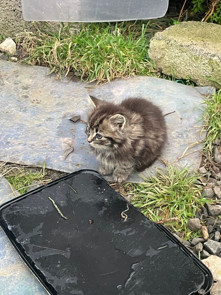 Kitten