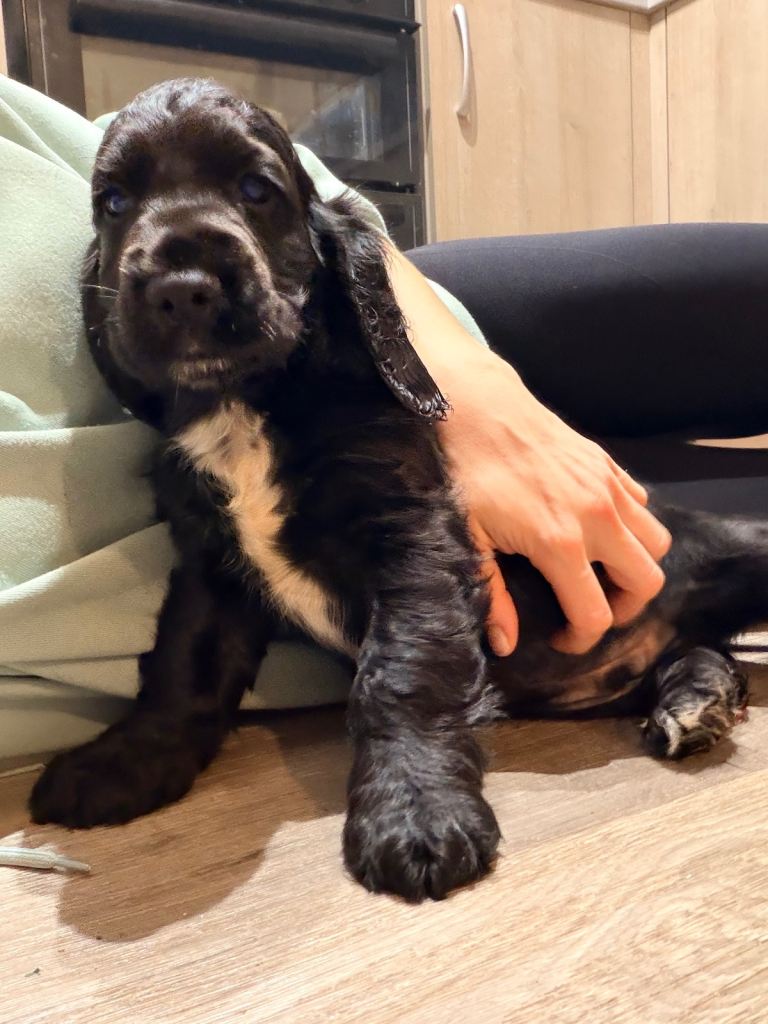 Kc cocker spaniel male puppy