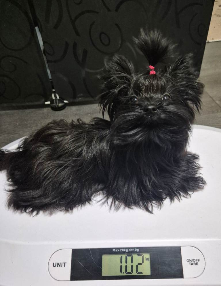Yorkshire Terrier 