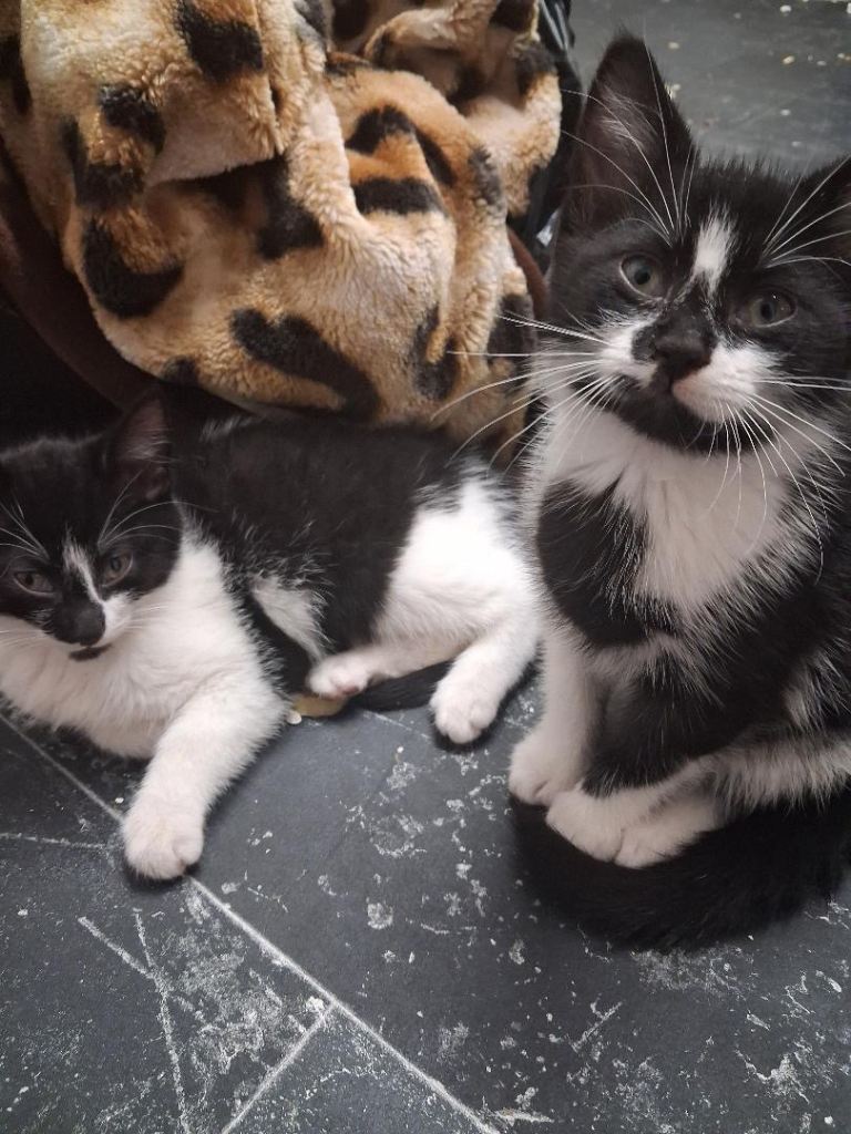 2 kittens 