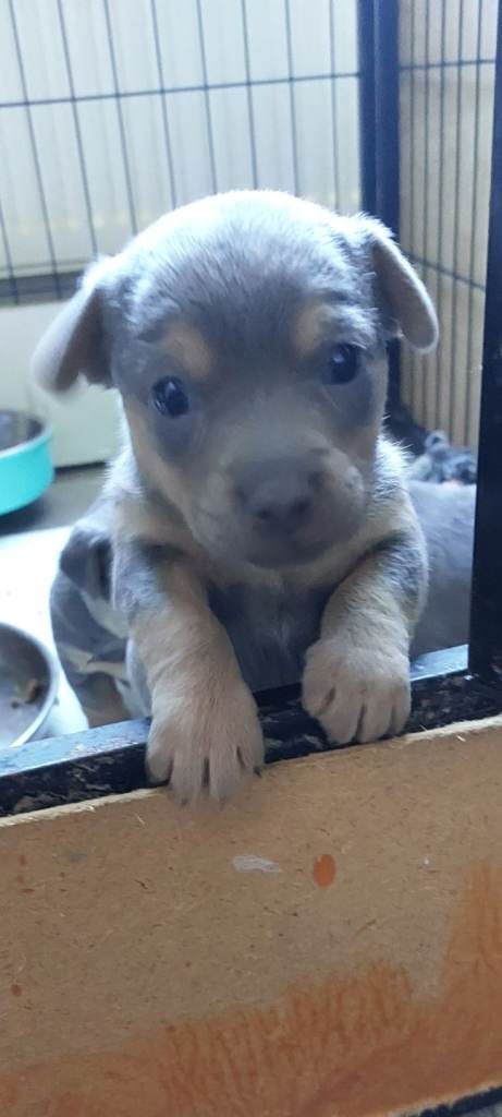 JACK RUSSELL PUPPIES