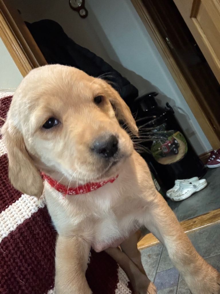 2 male Labrador x Cocker spaniel male pups left 