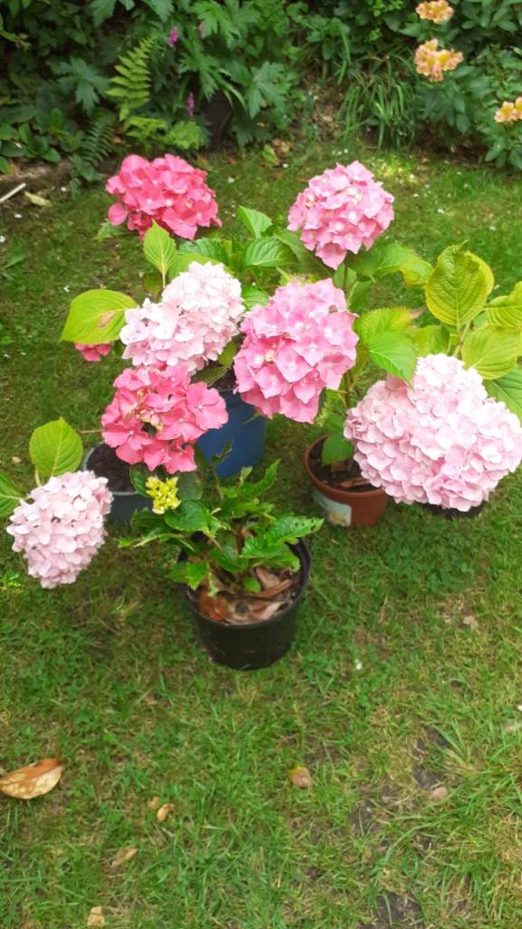 6 Hydrangeas for sale. £3 each. 