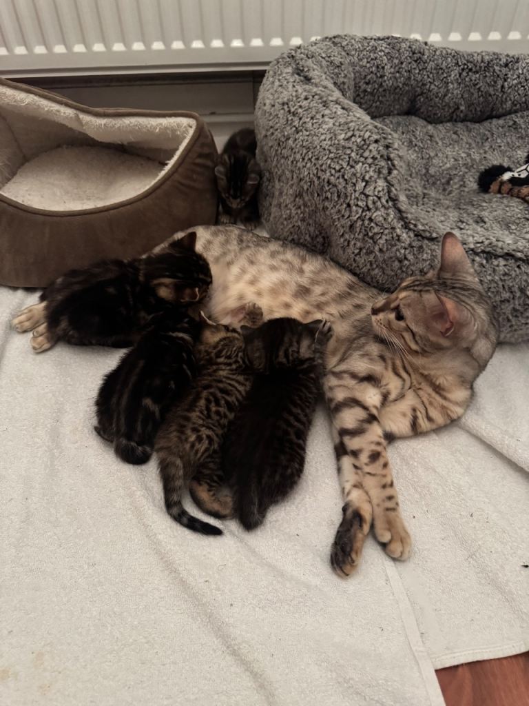 Bengal Kittens Mix