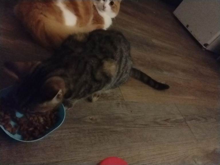 7 mth  old tabby kitten 