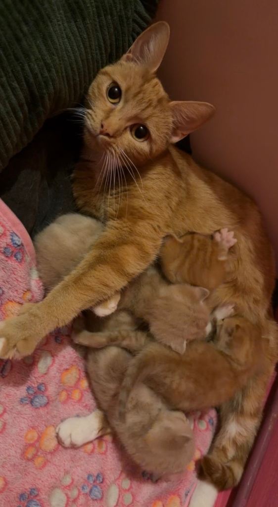 Red Tabby Bengal Cross Kittens