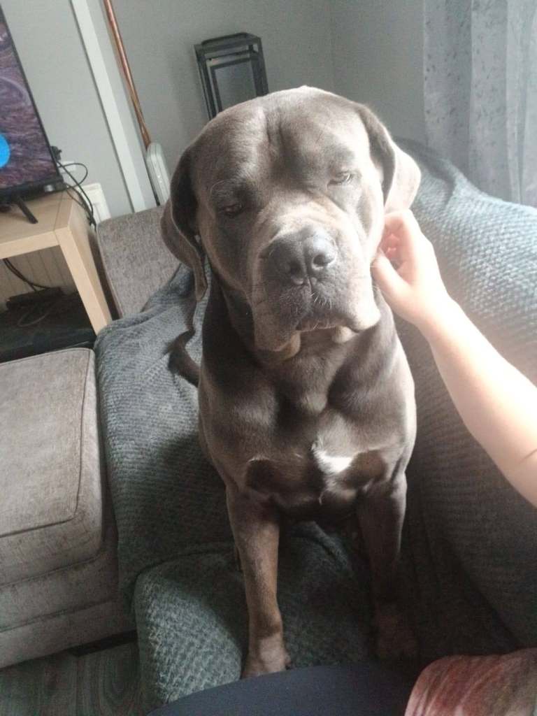 Cane corso puppies 🐶 