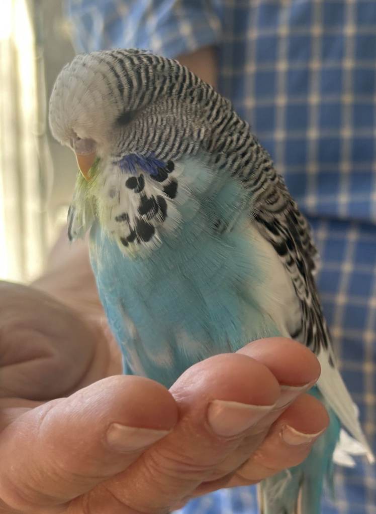 Baby Blue budgies