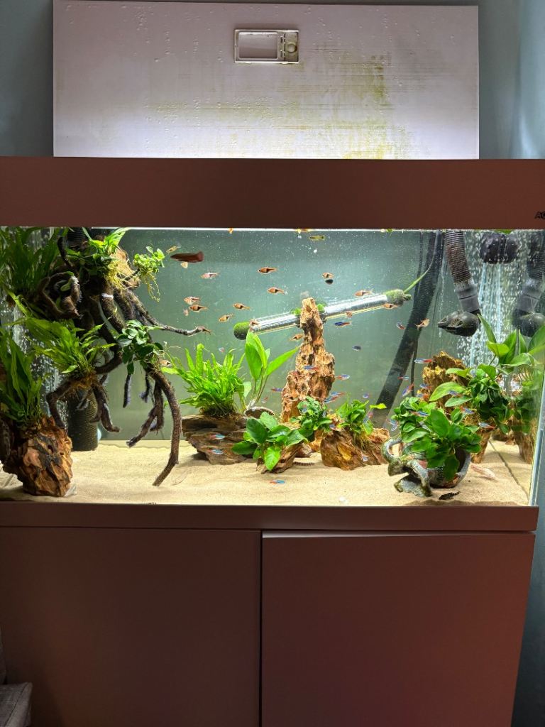 Fish tank aquarium dragon stone £10 