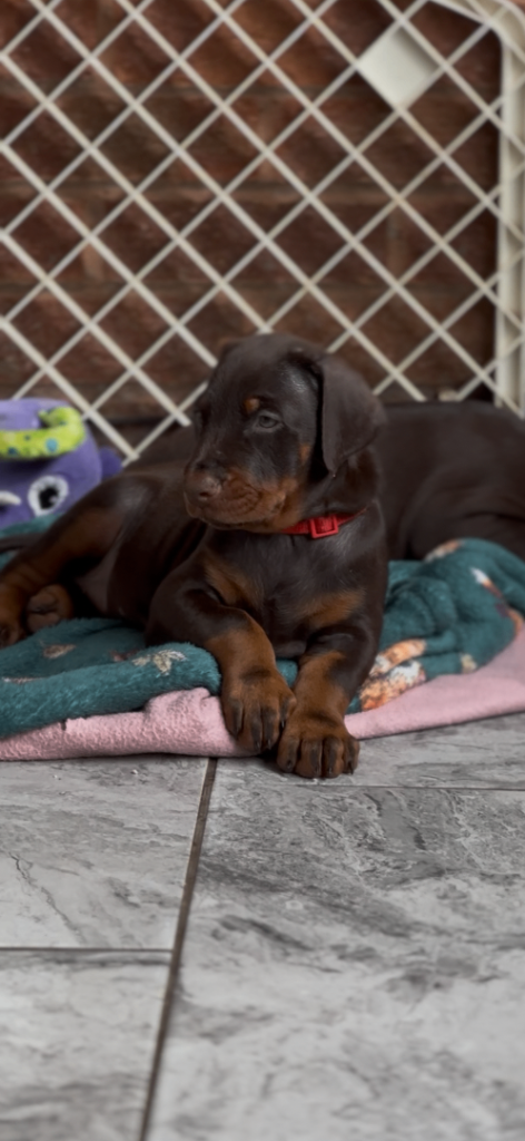 READY TO LEAVE Large European jab Doberman puppies 