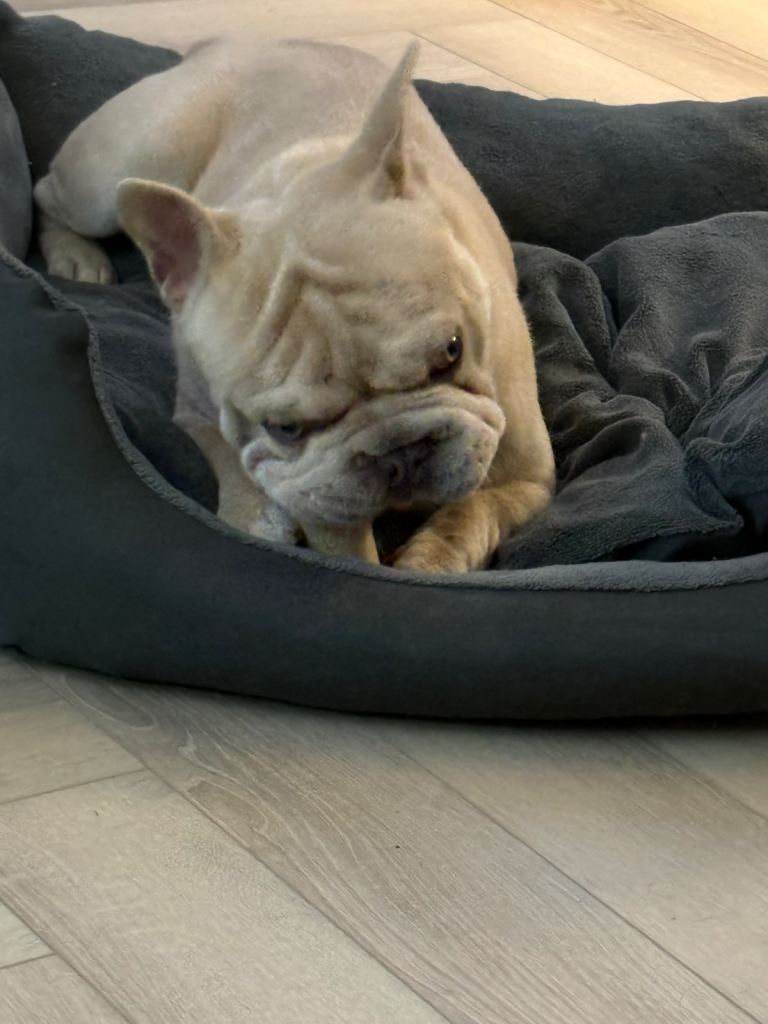 French Bulldog 