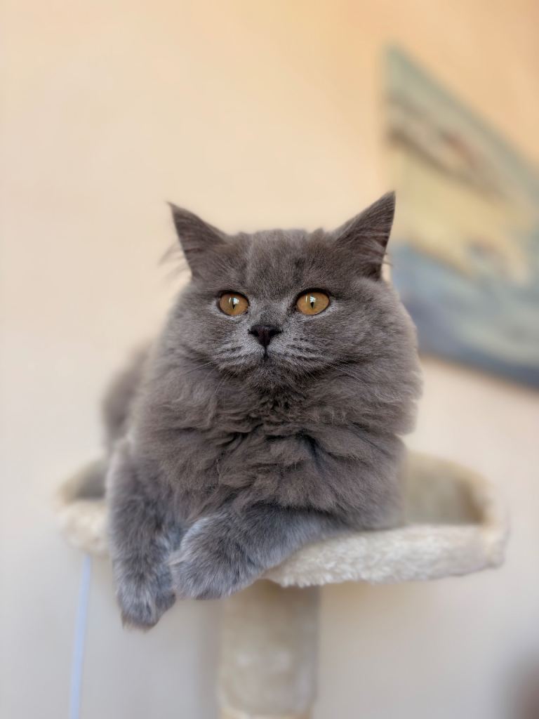 Beautiful Blue(Grey) British Longhair kitten for sale
