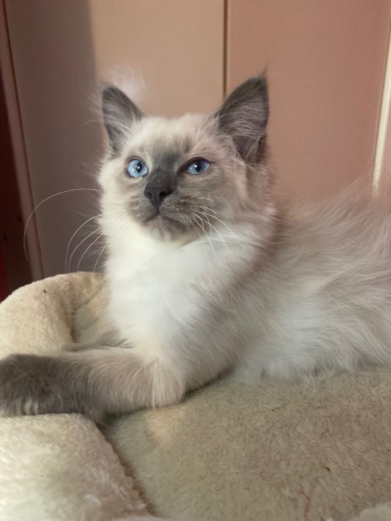 Ragdoll kittens 