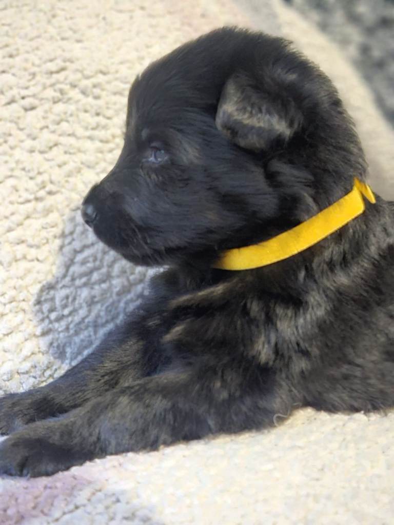 image for German Shepherd puppies.