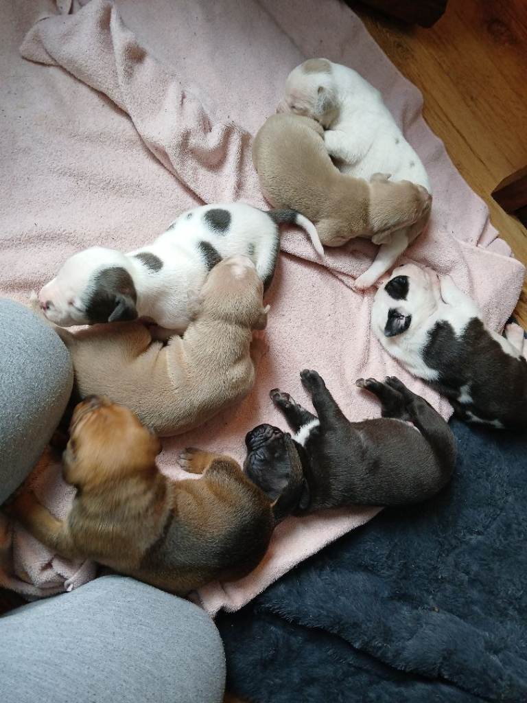 Staffy x pups 