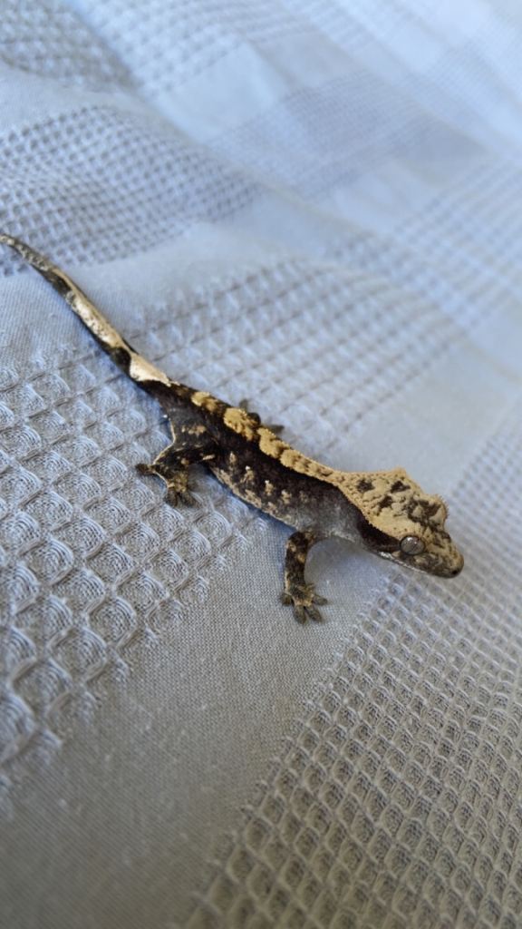 Baby crested gecko 