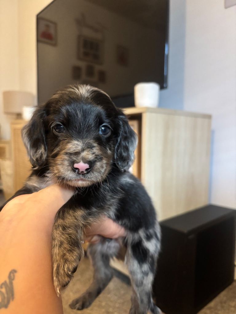 X5 beautiful cockapoos for sale