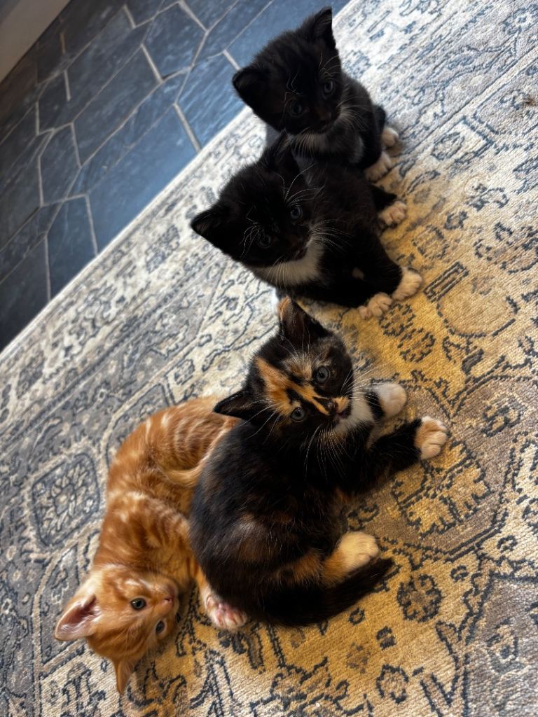 Four fluffy kittens for sale 🐈‍⬛ 