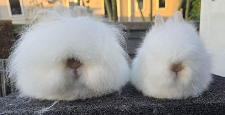 Baby doublemaned lionheads
