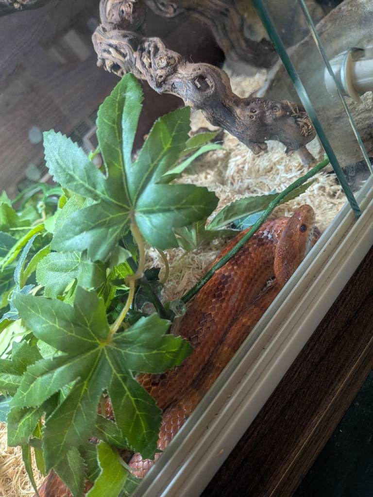 Corn snake