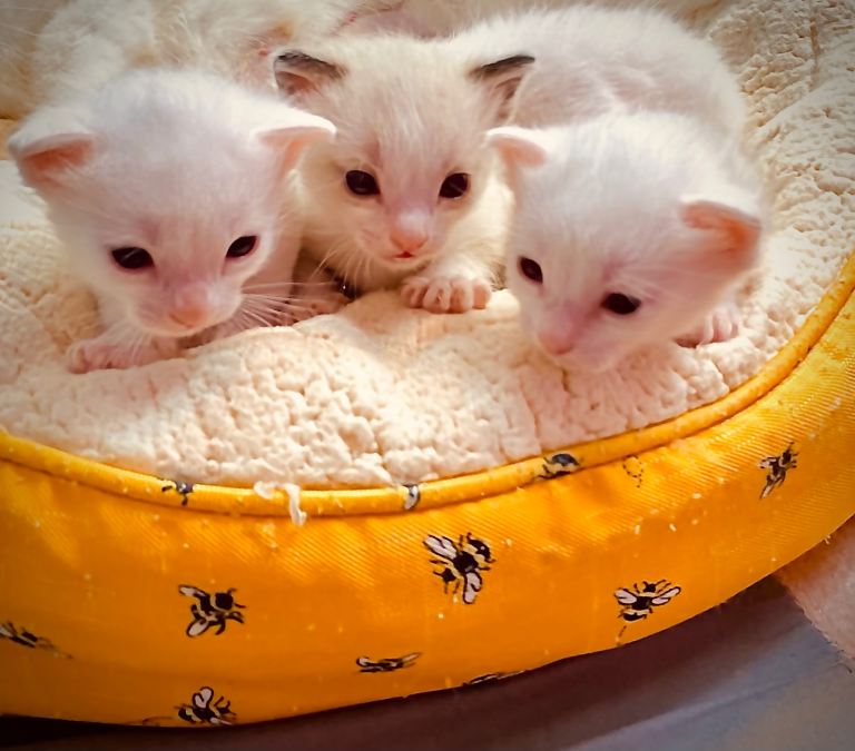 Ragdol kitten deferent color eyes 