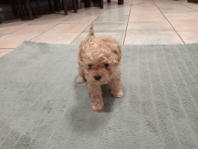 Toy poodle apricot female