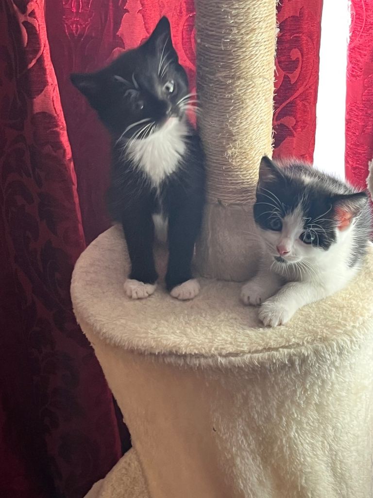 Gorgeous litter of kittens