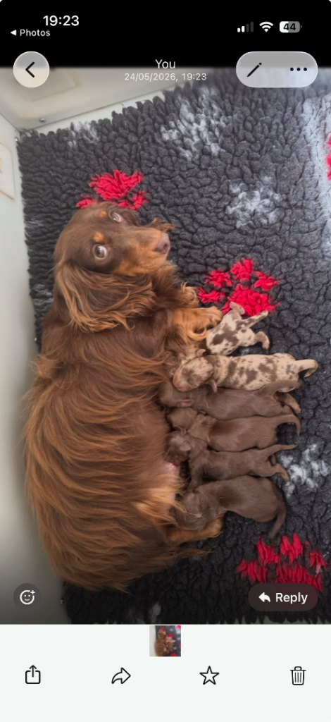 3 long haired mini chocolate dachshunds