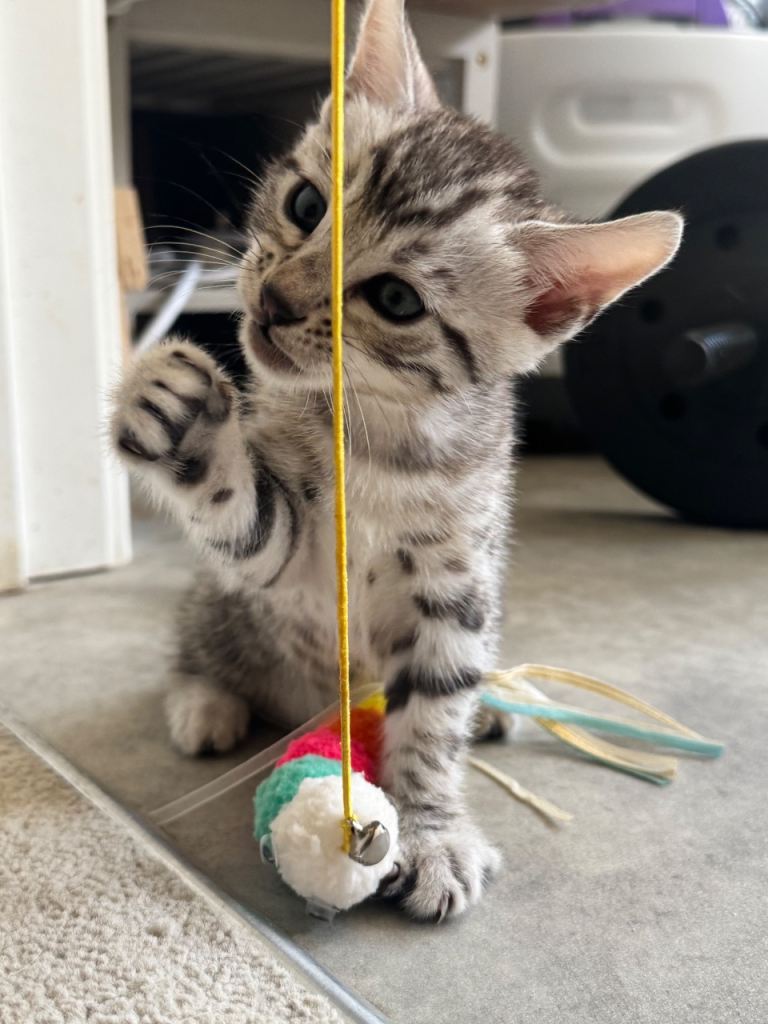 🩶 Pure silver bengal kittens  🩶