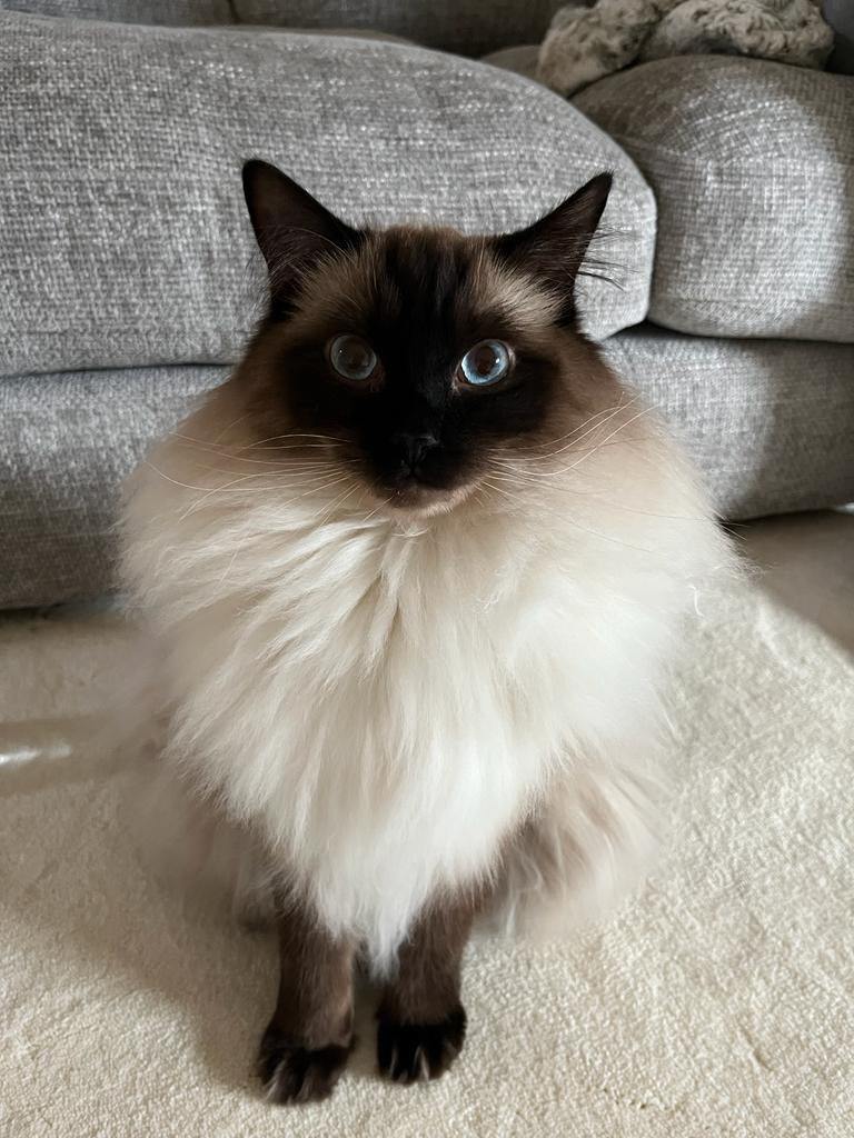 Male ragdoll cat for sale 