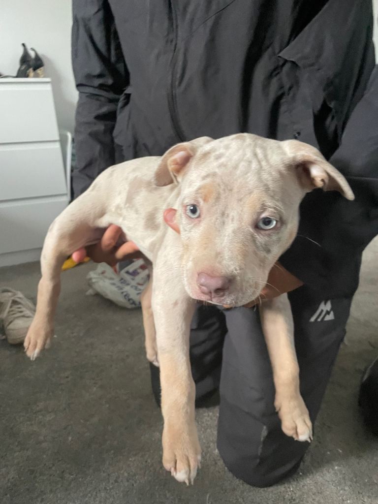blue eyes staffy puppy