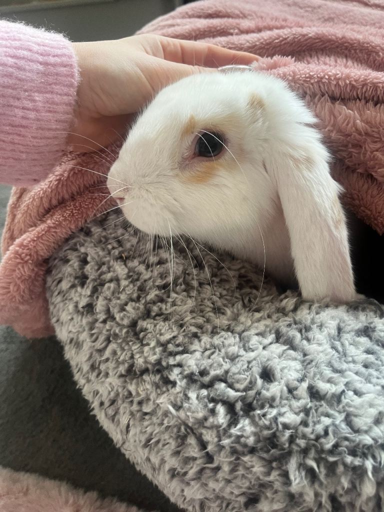 Rabbit and cage for FREE