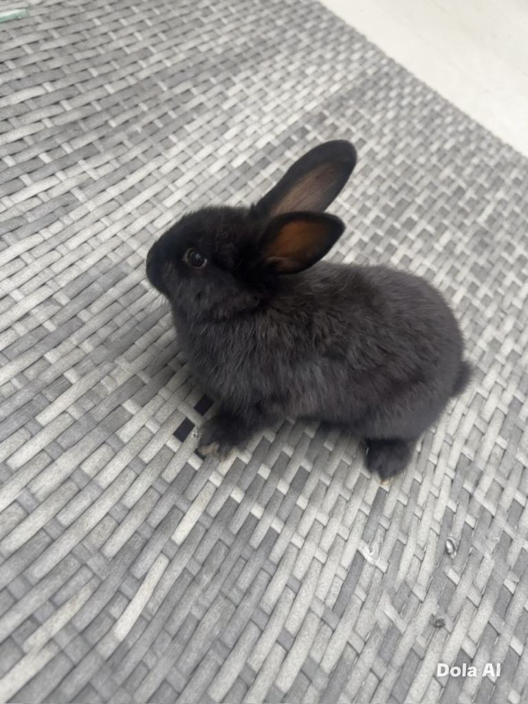 3 baby rabbits 8 months 