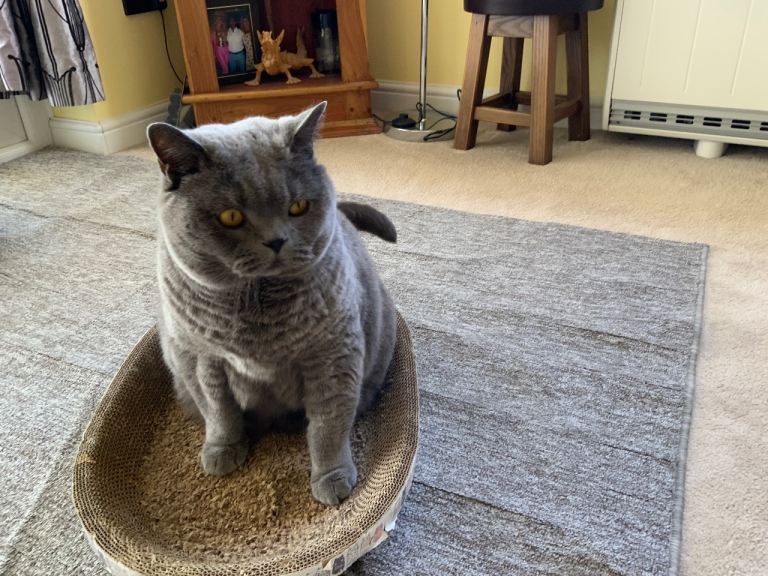 Charlie - British Blue