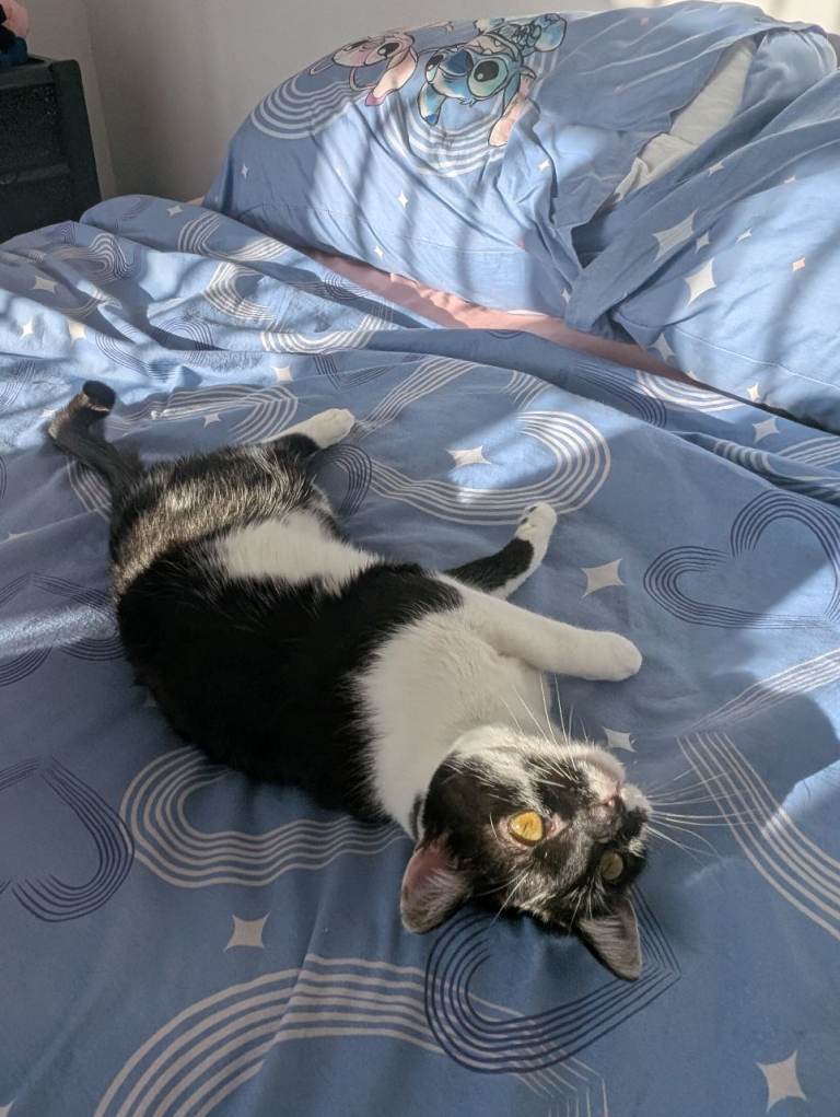 White Tuxedo Cat Female Muffin