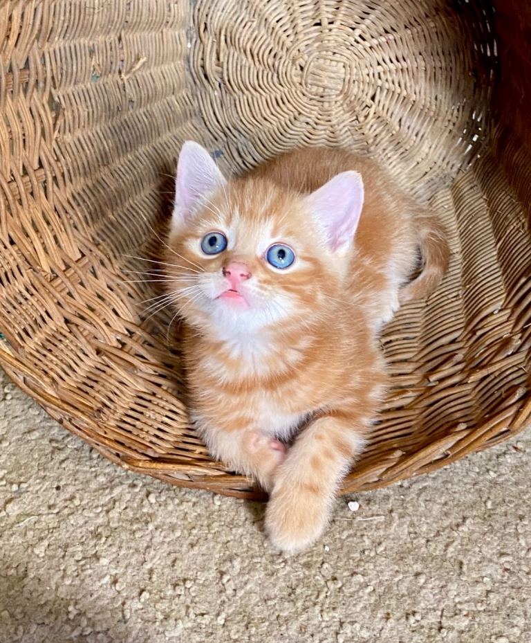 Gorgeous Ginger and Tabby Kittens