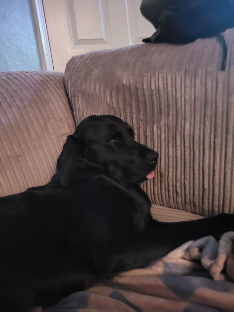 3 year old black labrador male