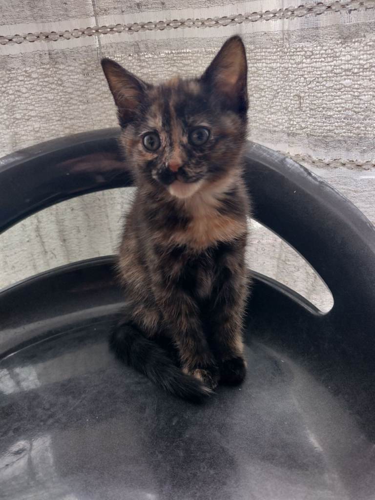 2 tortoise girls, kittens ,,12 weeks ready to go to new loving parents 