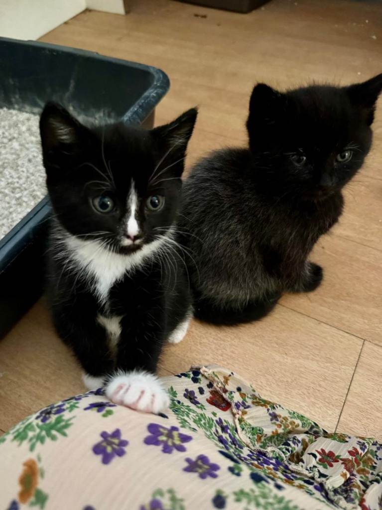 2 Kittens Available for 80 each