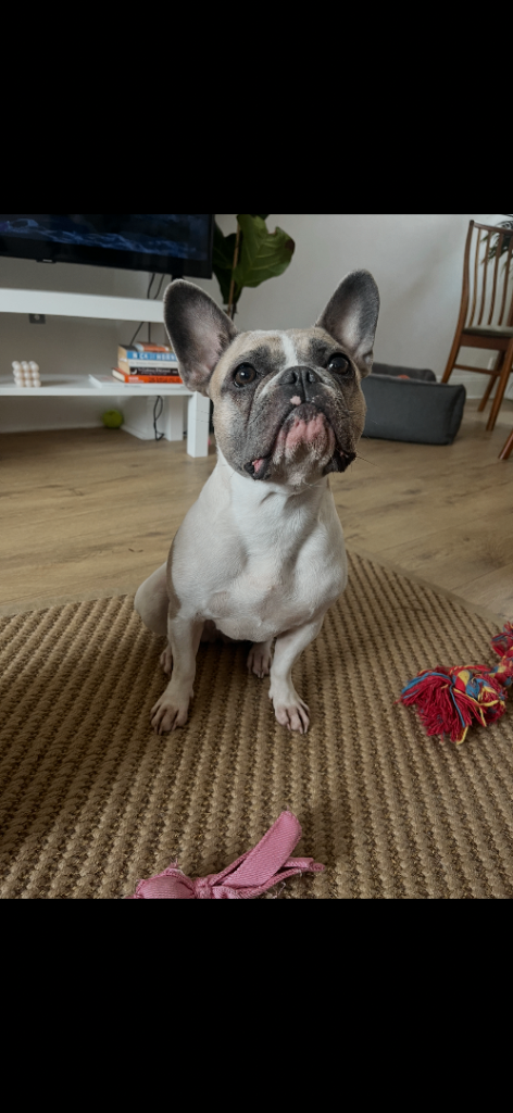 French Bulldog For Sale 