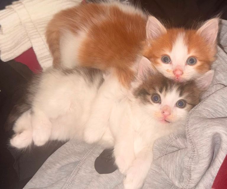 2 Cute Mixbreed Fluffy Kittens Ready to go both MALE 
