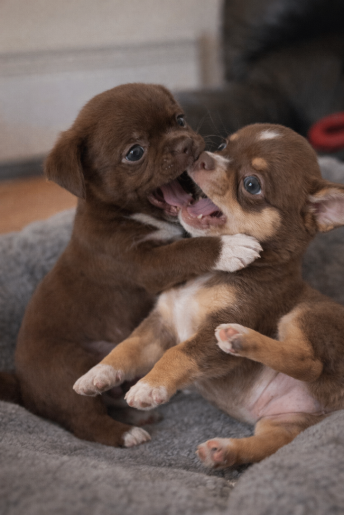 Chihuahua puppy's 